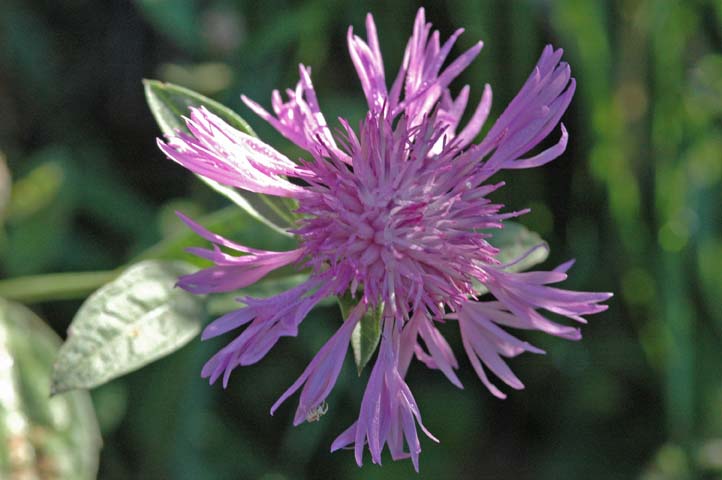 Centaurea nigrescens